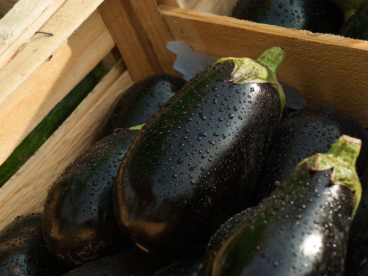 Eggplant for preparing delicious dishes
