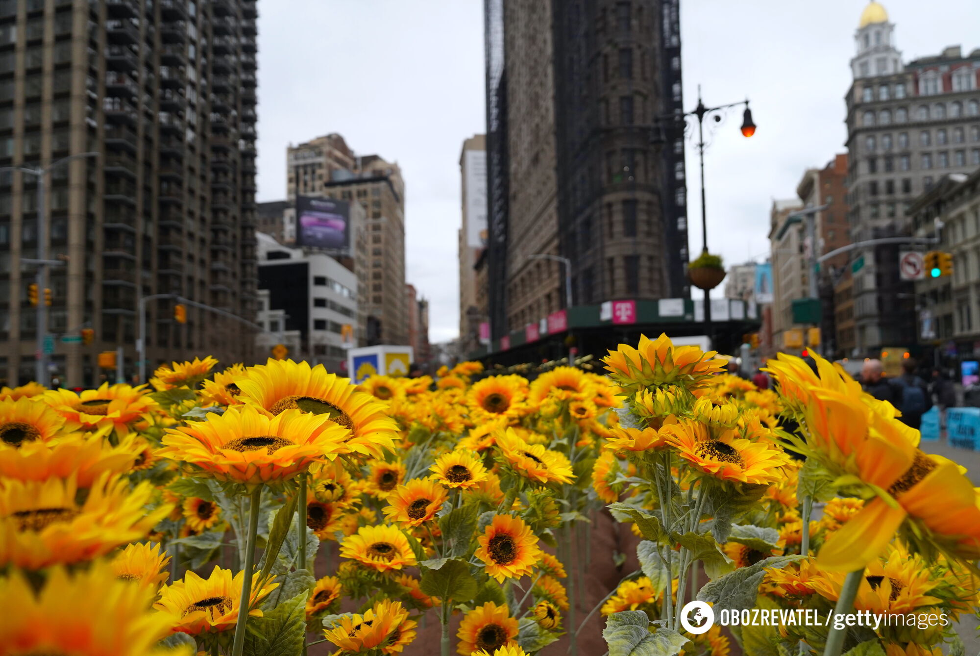 An installation with 333 sunflowers was installed in the heart of New York on the occasion of Ukraine's Sobornosti Day. Photo