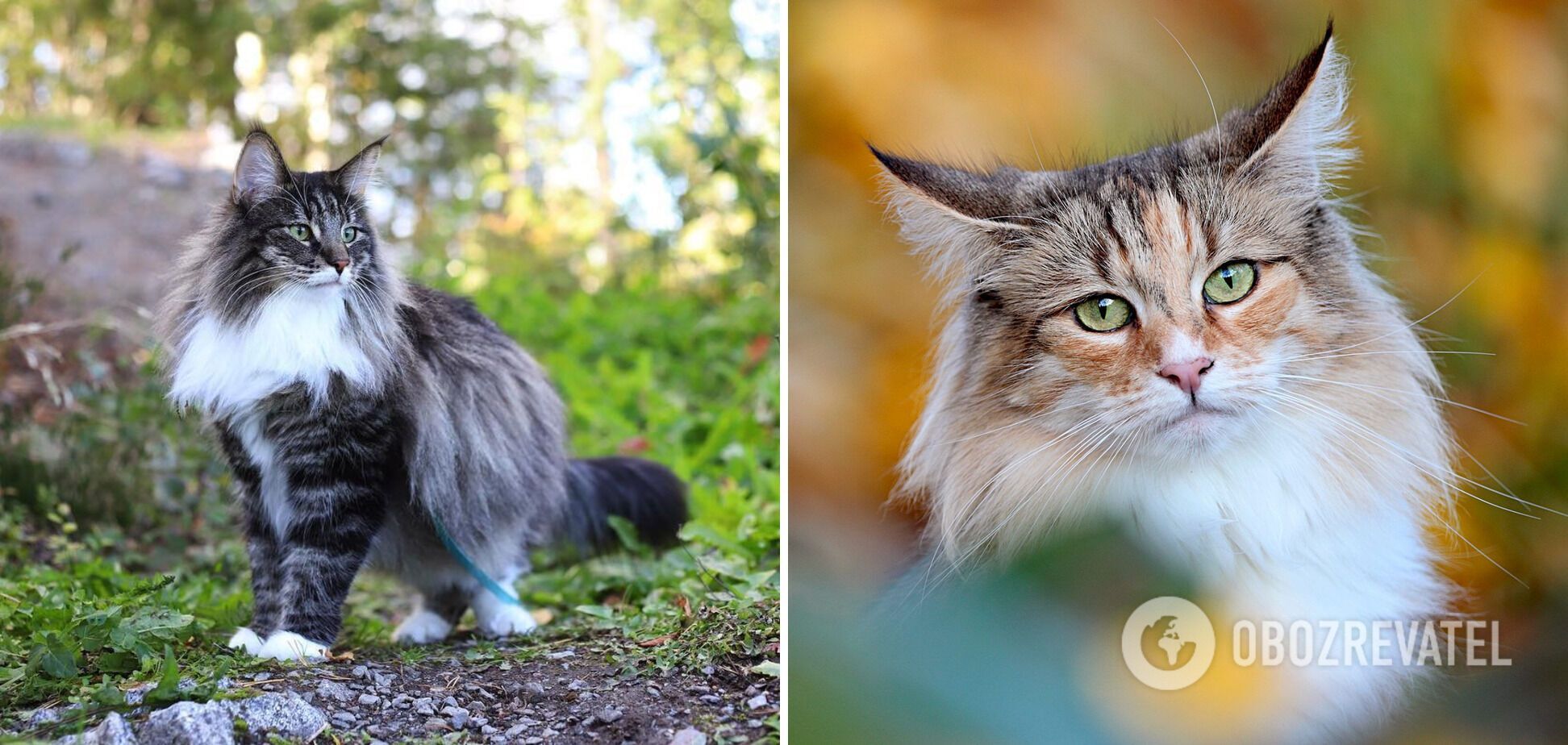 Delightful: which cat breeds are the most beautiful