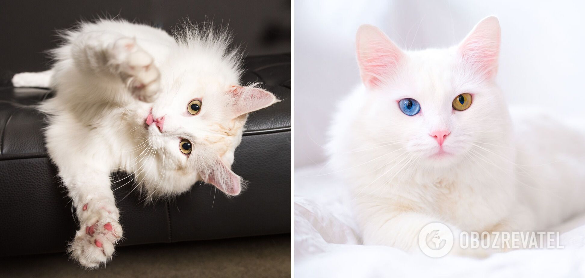 Delightful: which cat breeds are the most beautiful
