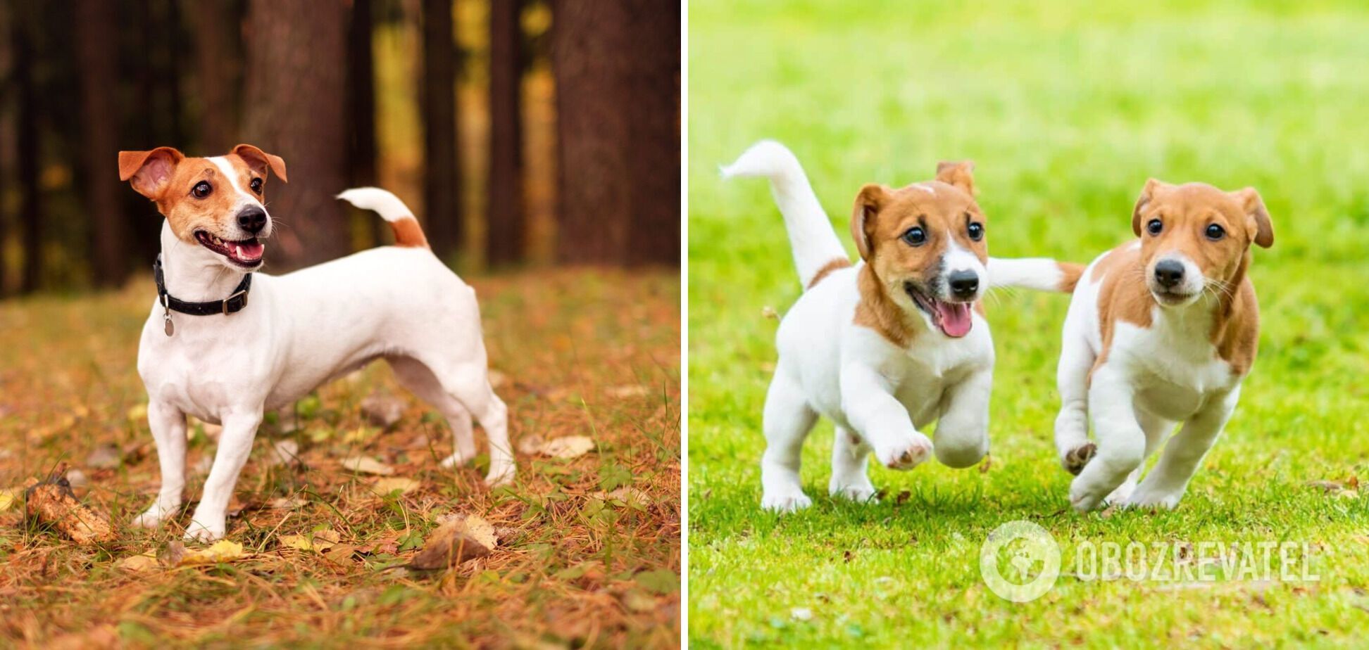 Which dogs are the fastest: breeds that accelerate over 45 km/h