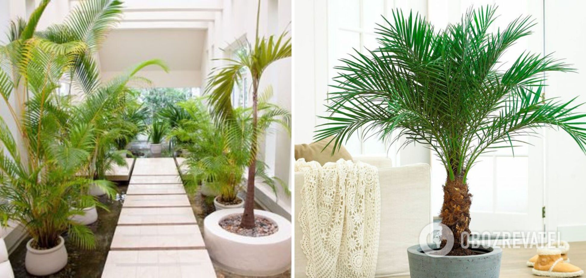Which houseplants are the best at absorbing moisture and getting rid of mold: a list