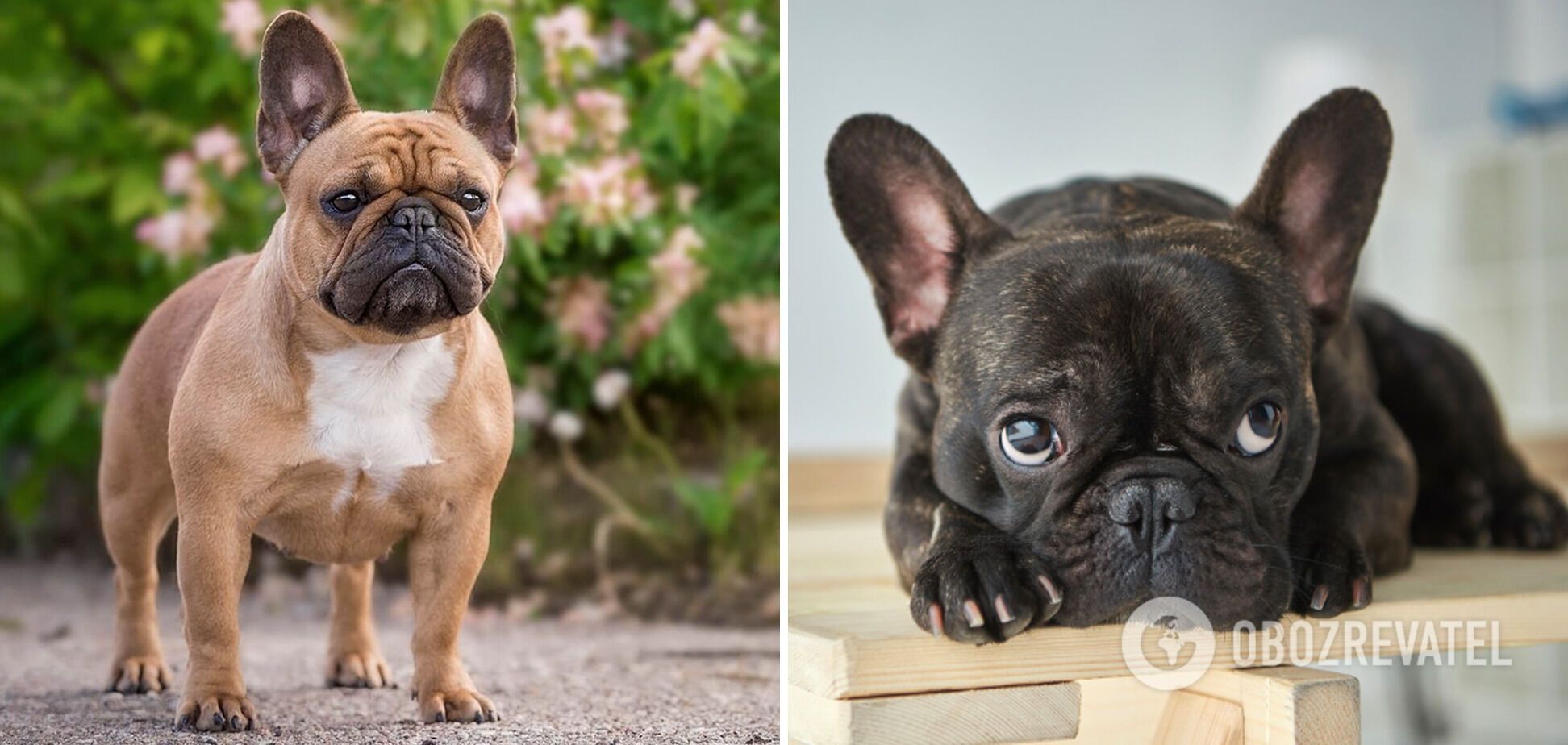 Which dogs adapt best to apartment living: breeds and photos