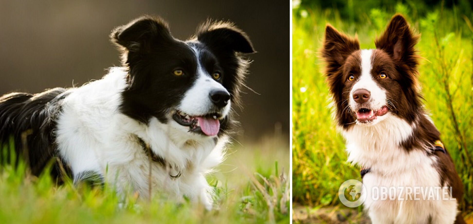 Which dog breeds are the most loyal: find it hard to bear separation from the owner