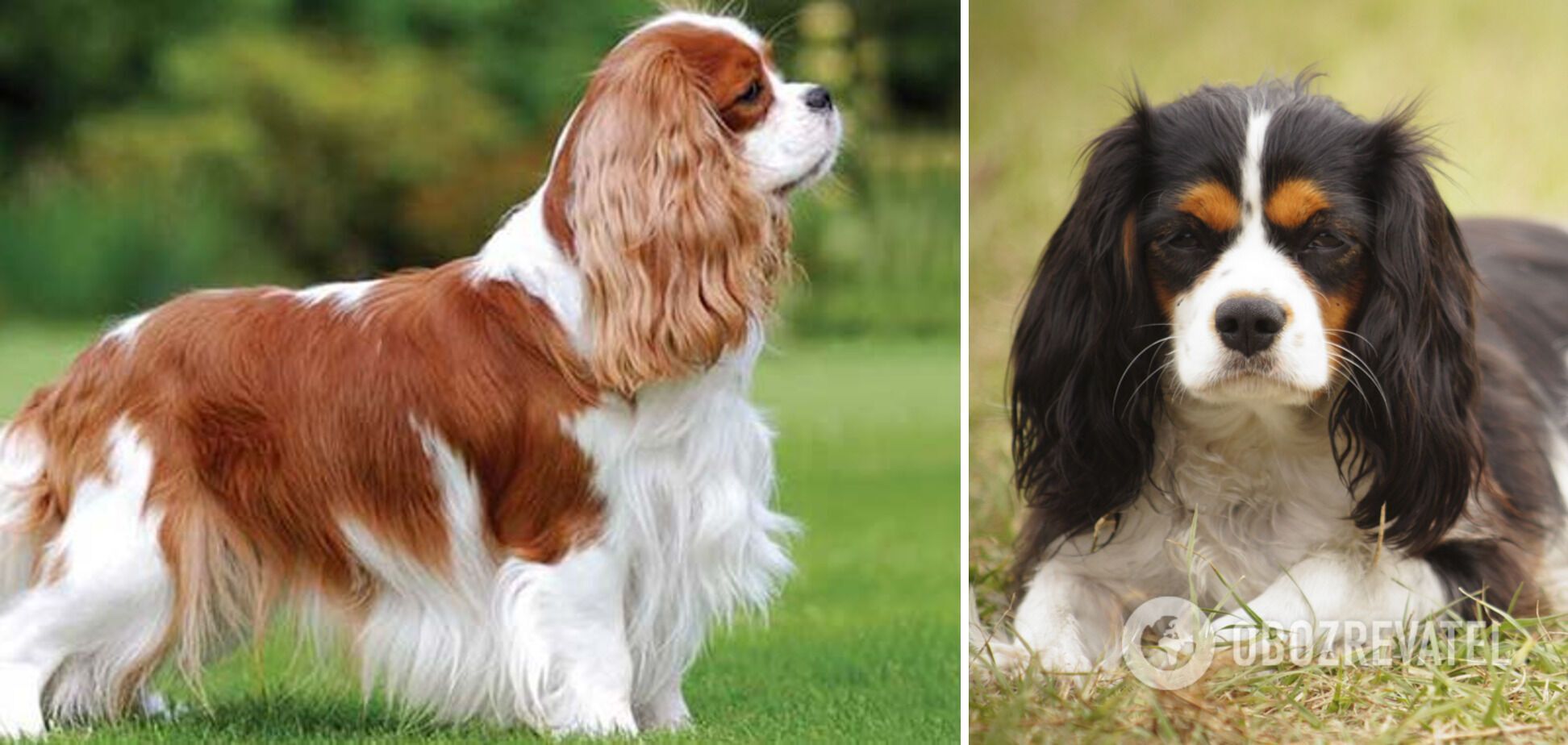 Which dog breeds are the most loyal: find it hard to bear separation from the owner