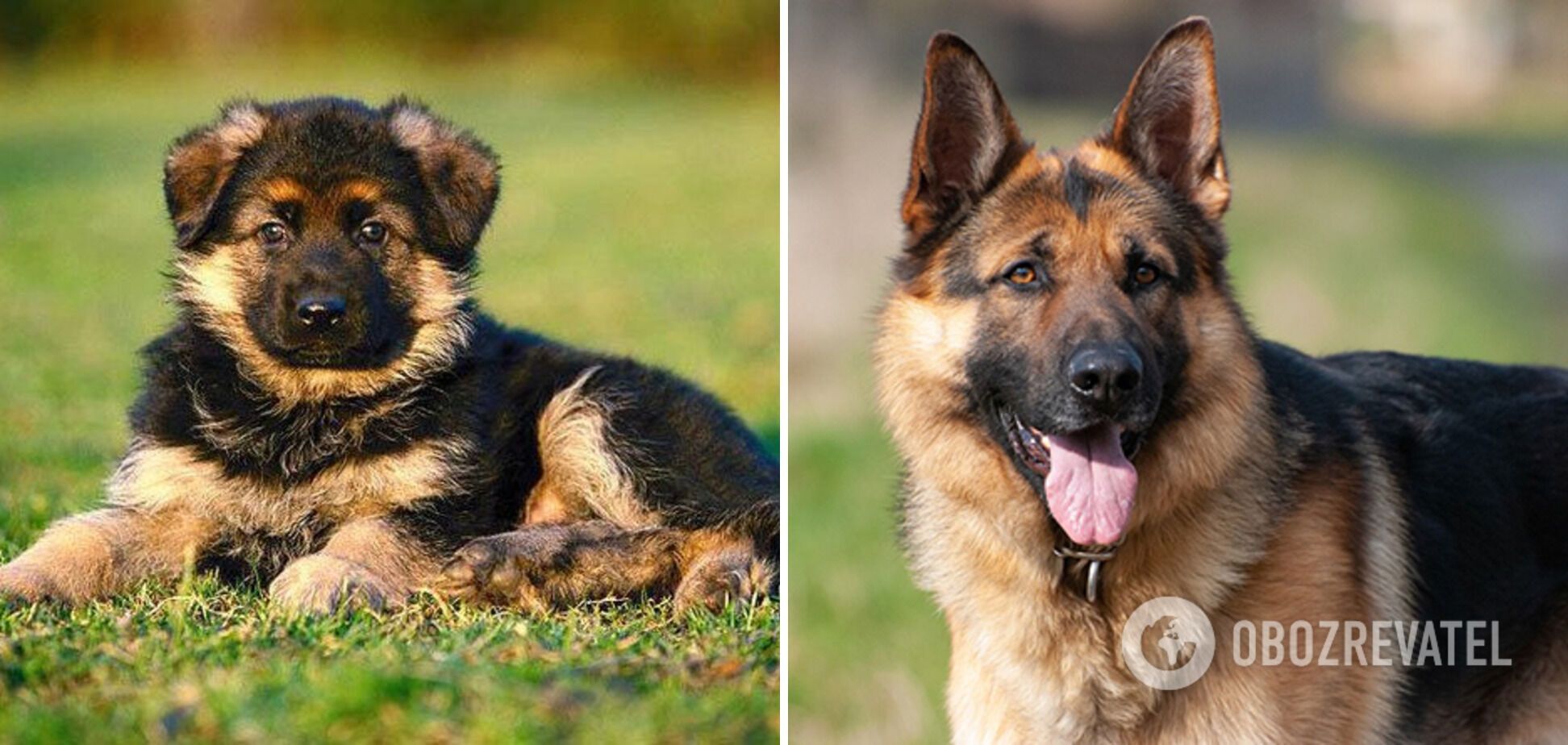 Which dog breeds are the most loyal: find it hard to bear separation from the owner