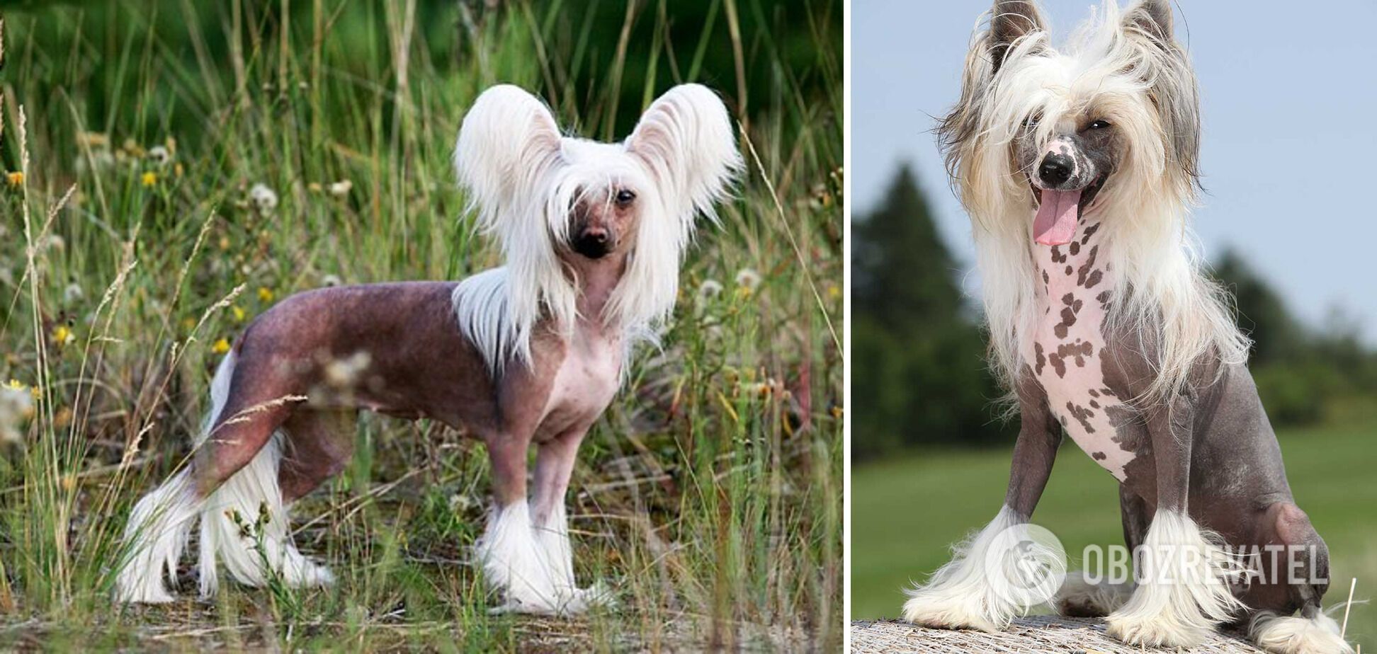 Which dogs are the funniest: breeds that definitely cheer up children