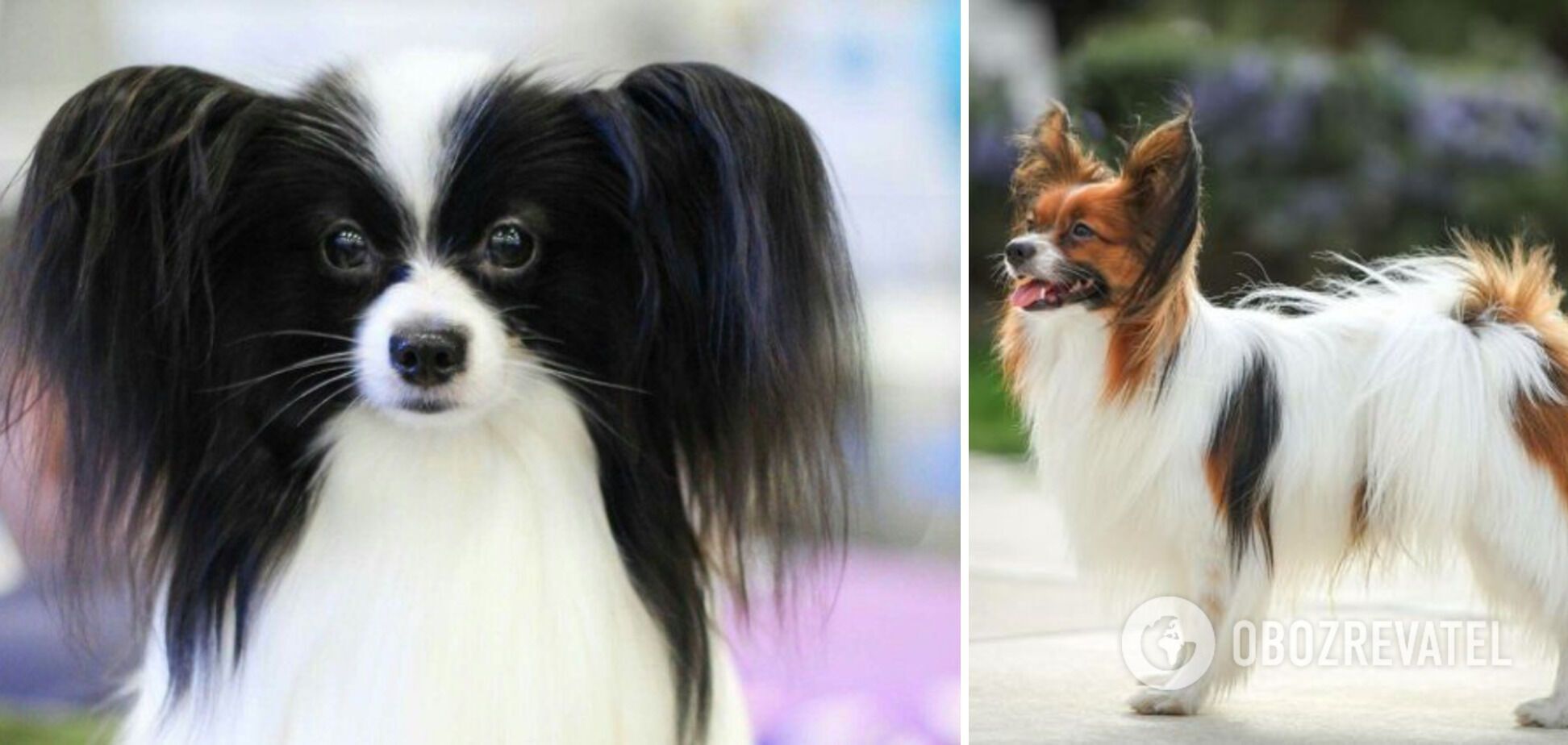 Which dogs are the funniest: breeds that definitely cheer up children