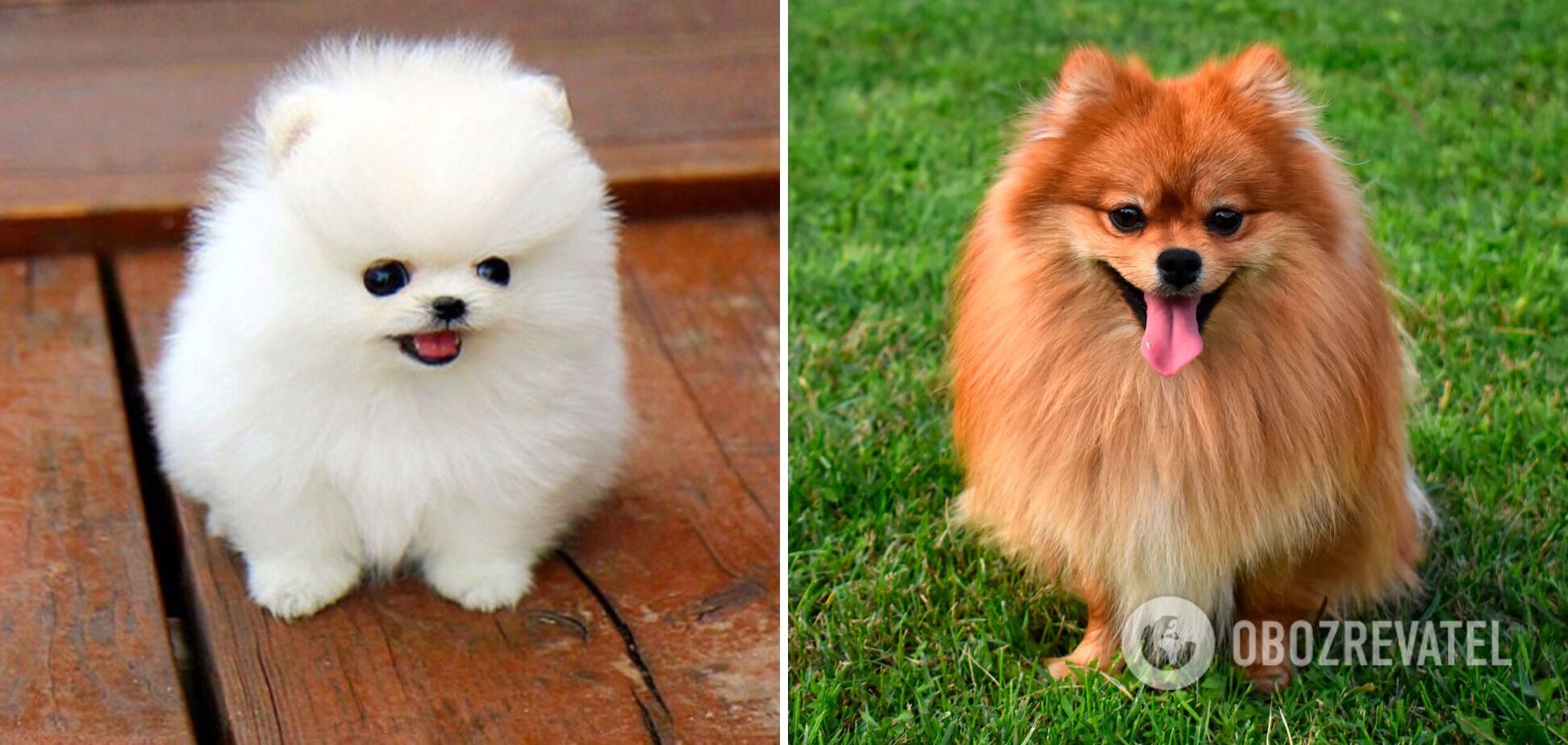 Which dogs are the funniest: breeds that definitely cheer up children