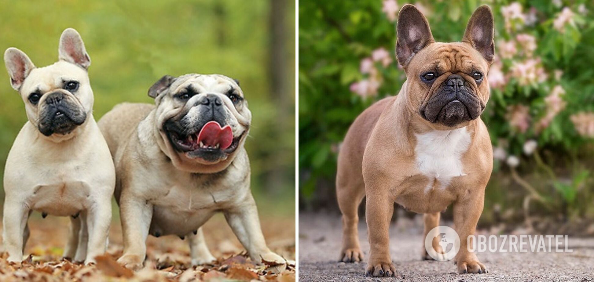 Which dogs are the funniest: breeds that definitely cheer up children