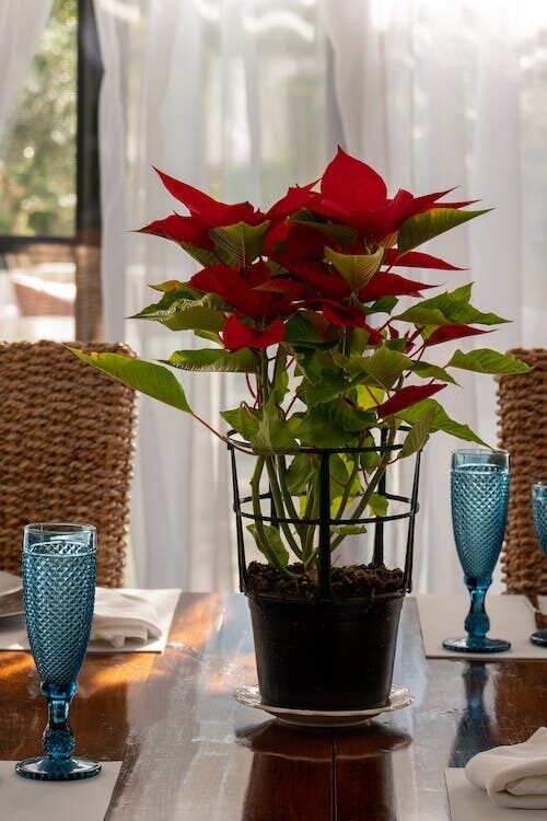 What flowers to give to friends and family for Christmas: three bright options