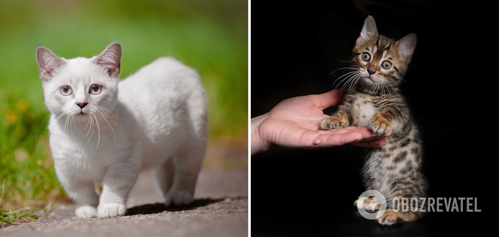 Jakie są najmniejsze koty: zdjęcia uroczych ras
