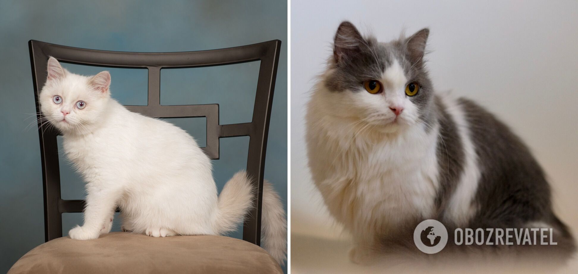 Jakie są najmniejsze koty: zdjęcia uroczych ras