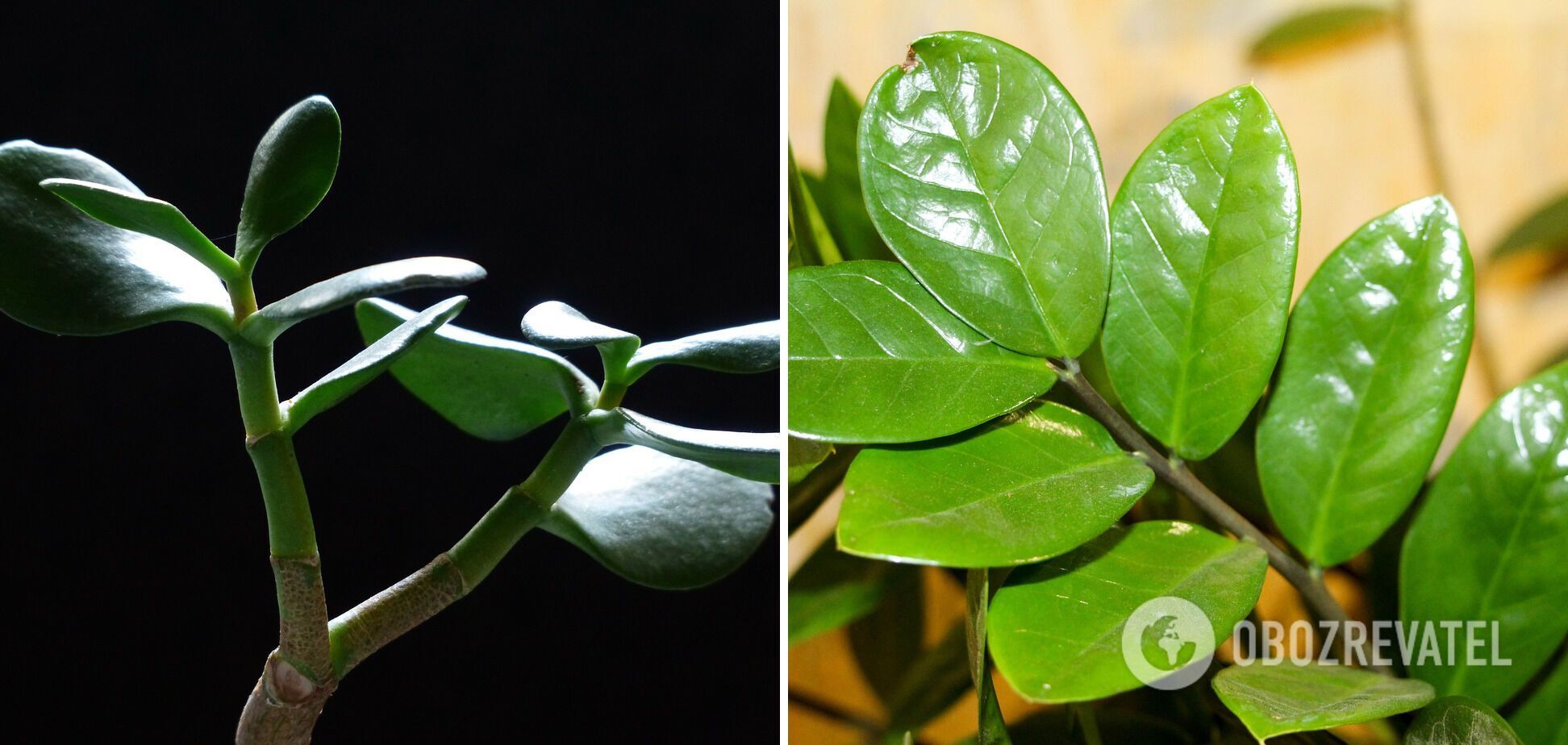 Jade plants can cause abdominal pain and vomiting