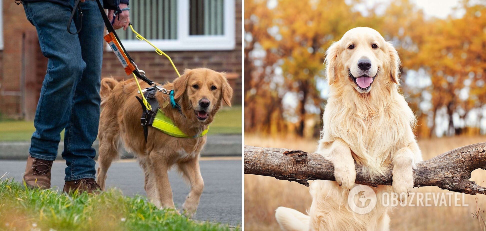What are the best guide dog breeds for the blind: breeds and photos