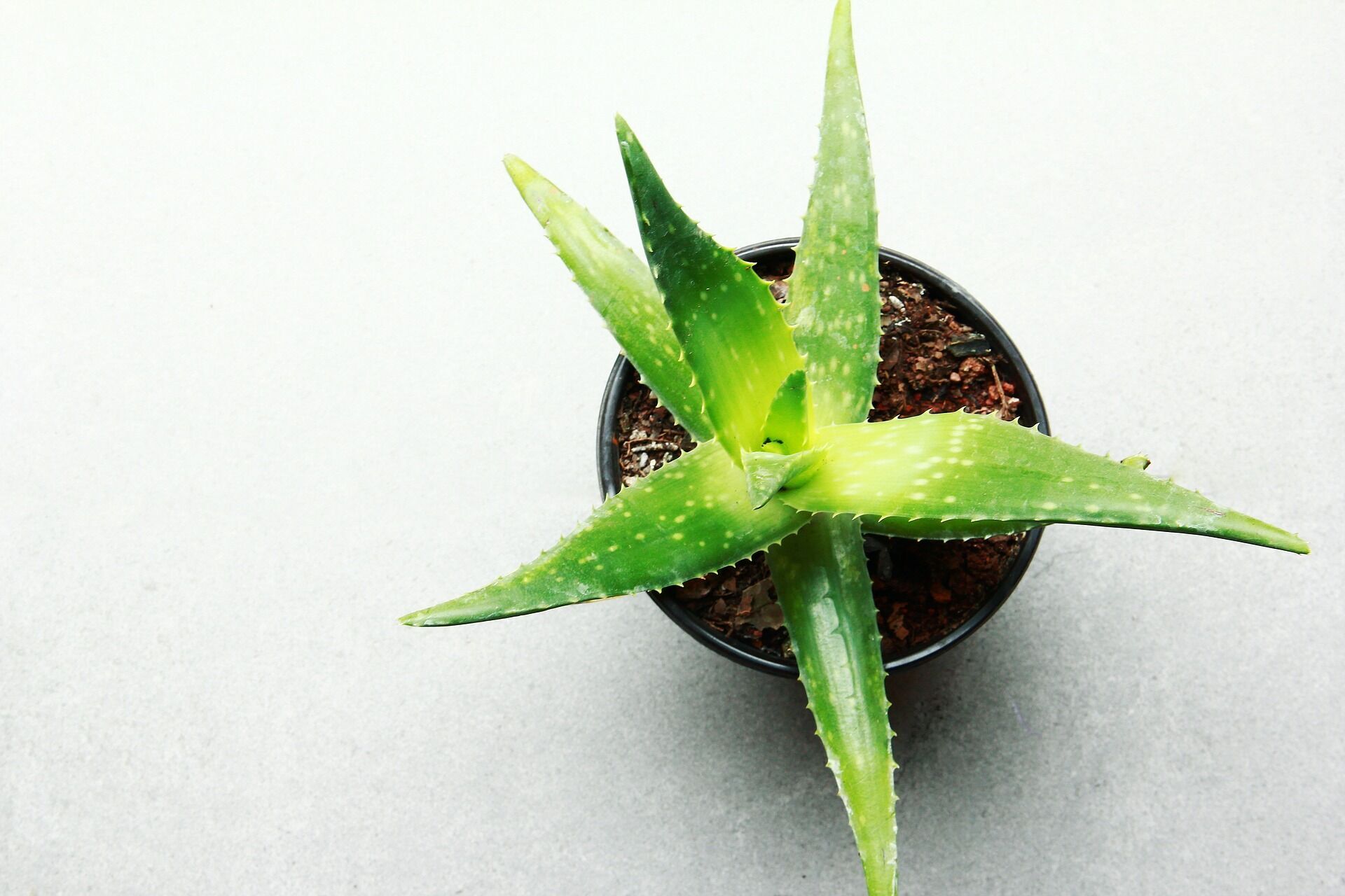 Aloe vera causes tremors in animals