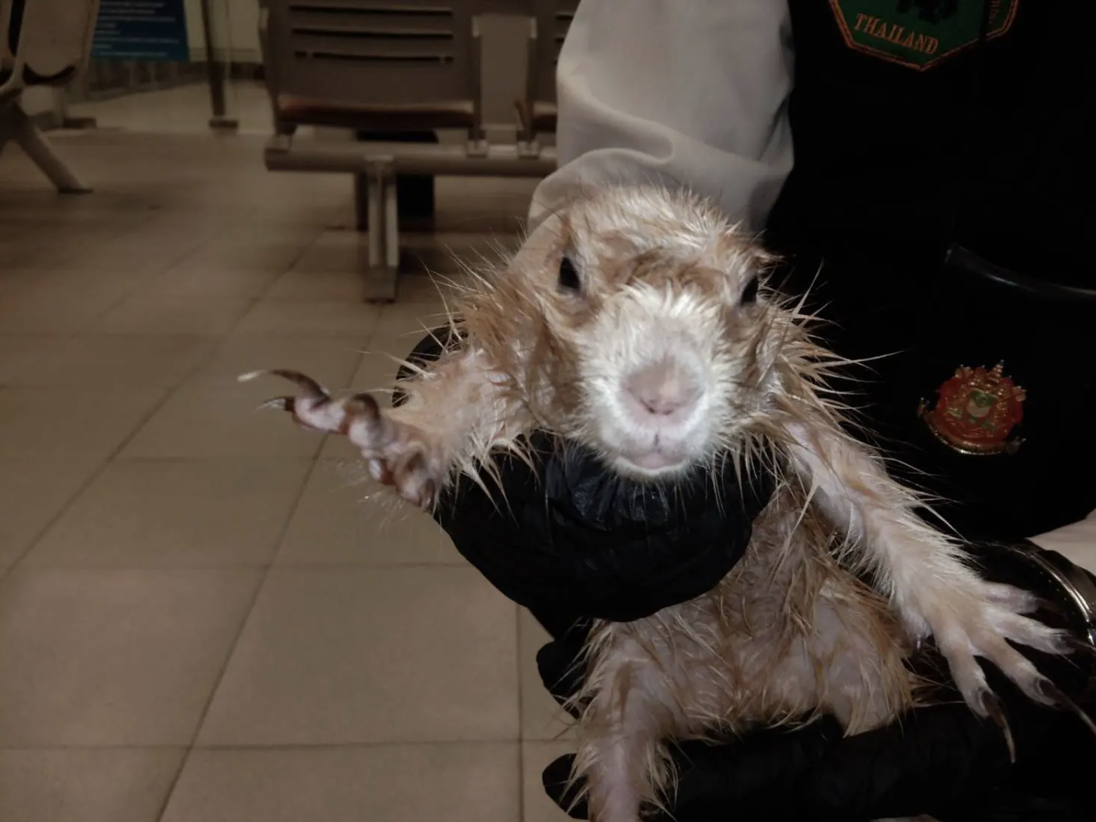 A tourist trying to smuggle an otter and a prairie dog in his underwear detained at Thailand's airport. Photo