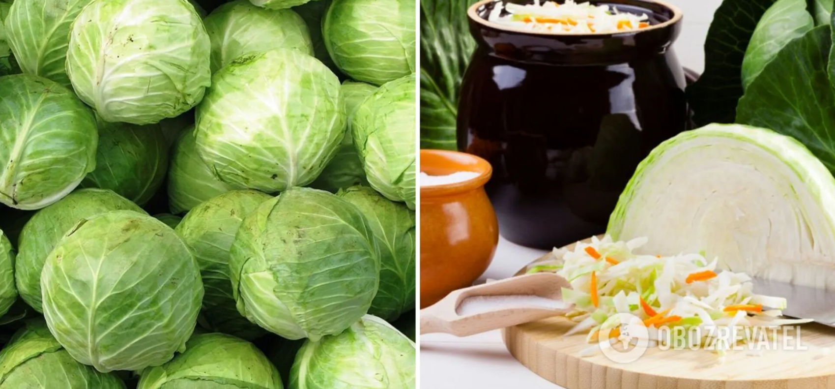 Cabbage for sauerkraut