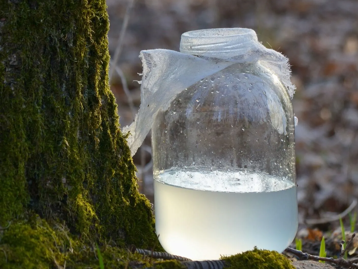 How to preserve birch juice properly
