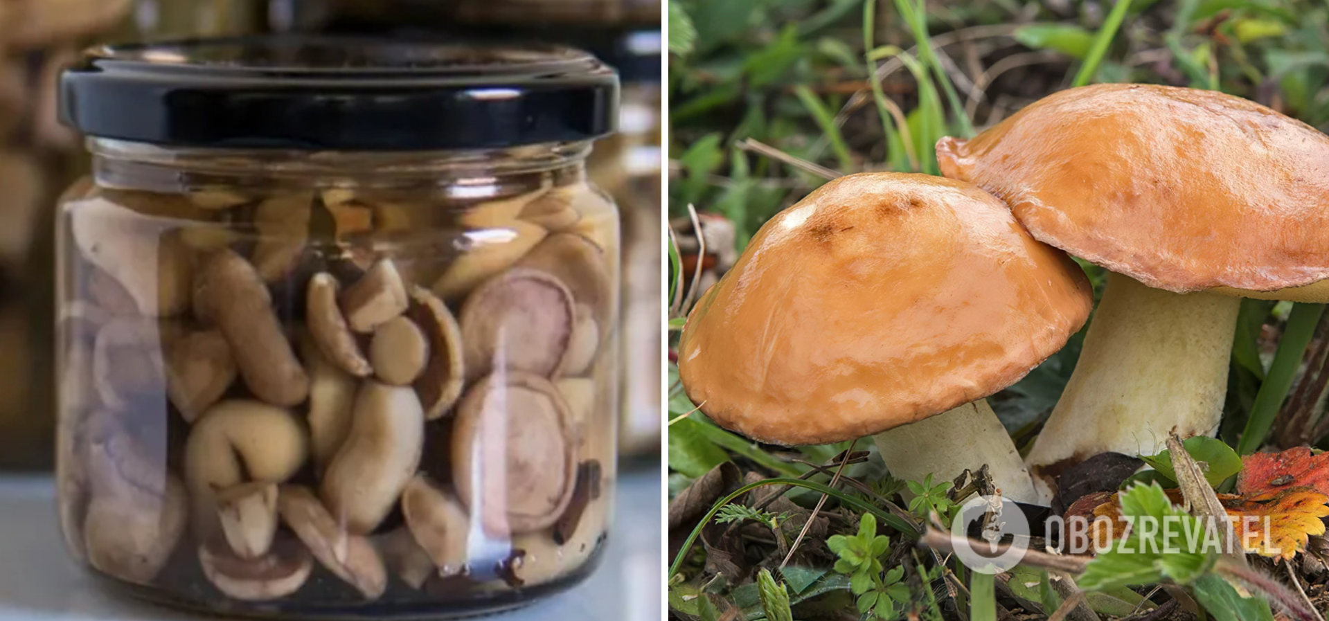 Rules for canning butter mushrooms for the winter