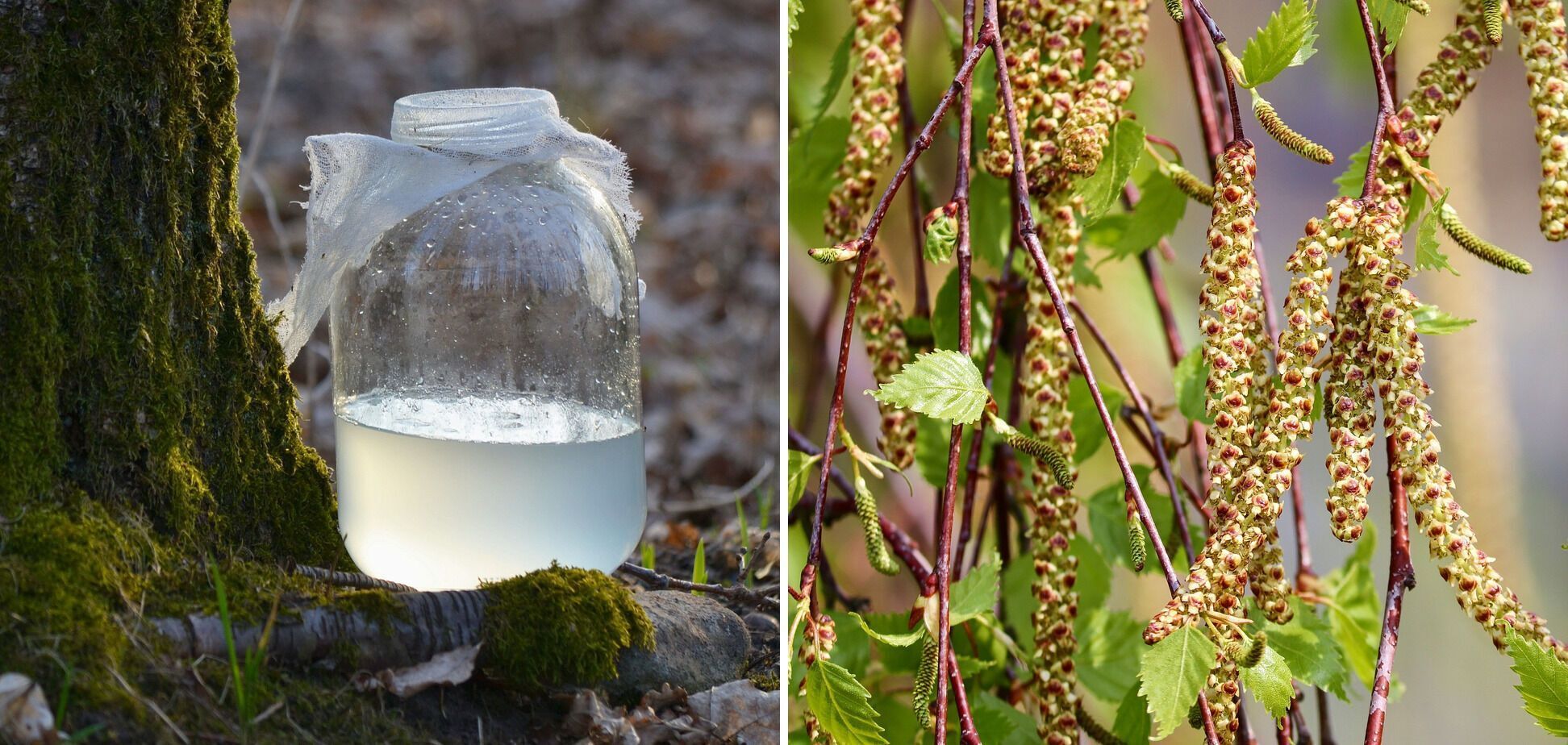How to collect birch sap