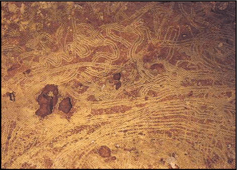 The Northern Lights, painted by the Cro-Magnons 30,000 years ago.