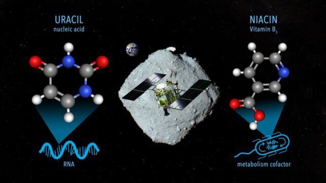 Uracil and niacin in samples from the Ryugu asteroid.