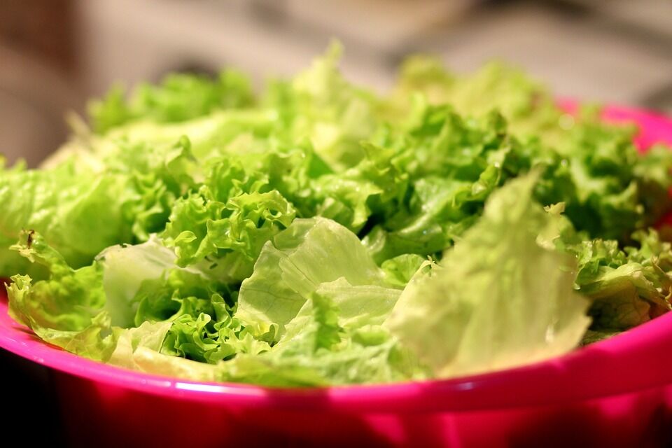 How to extend the shelf life of lettuce leaves