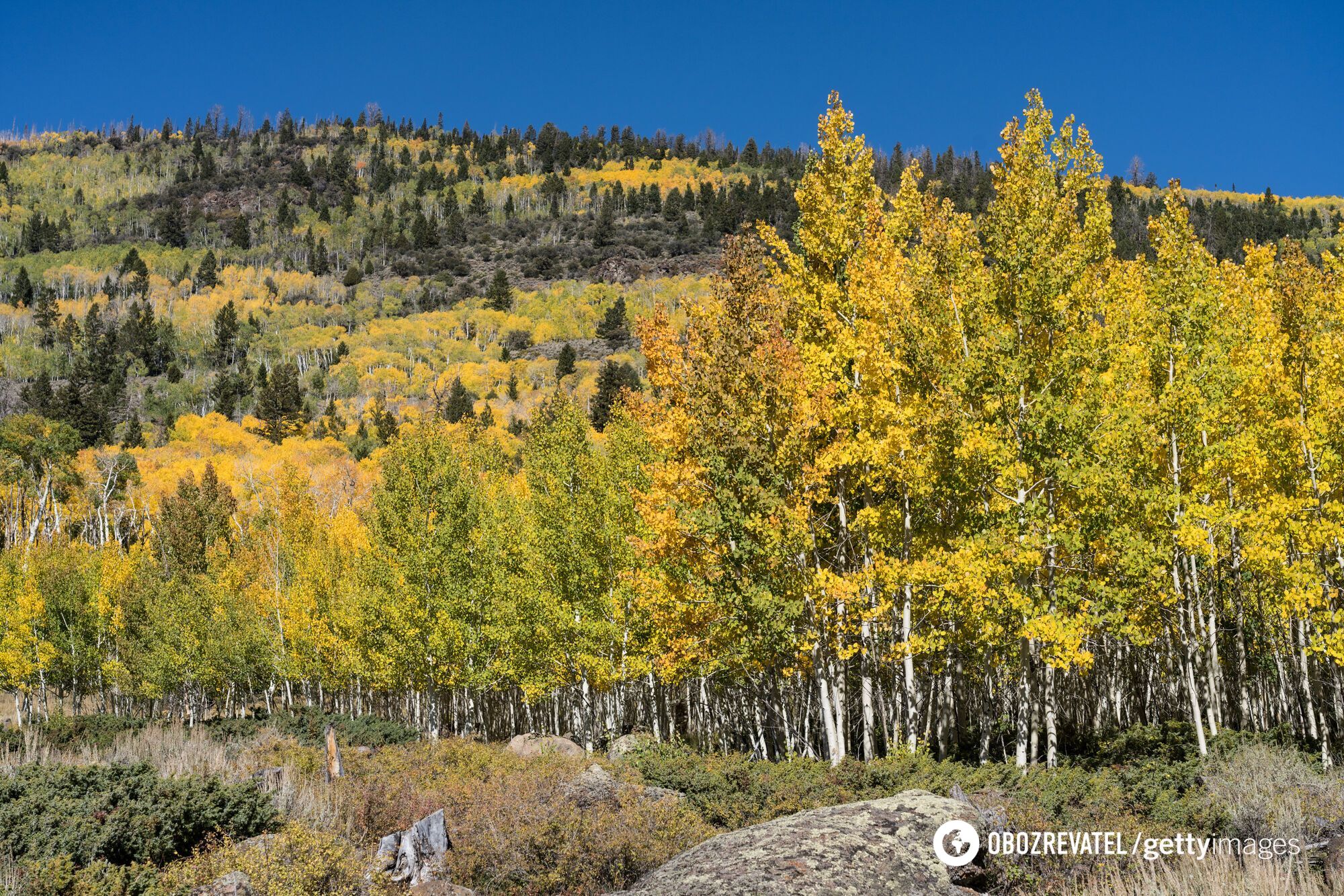 ''Utah's Pando is the largest organism on Earth