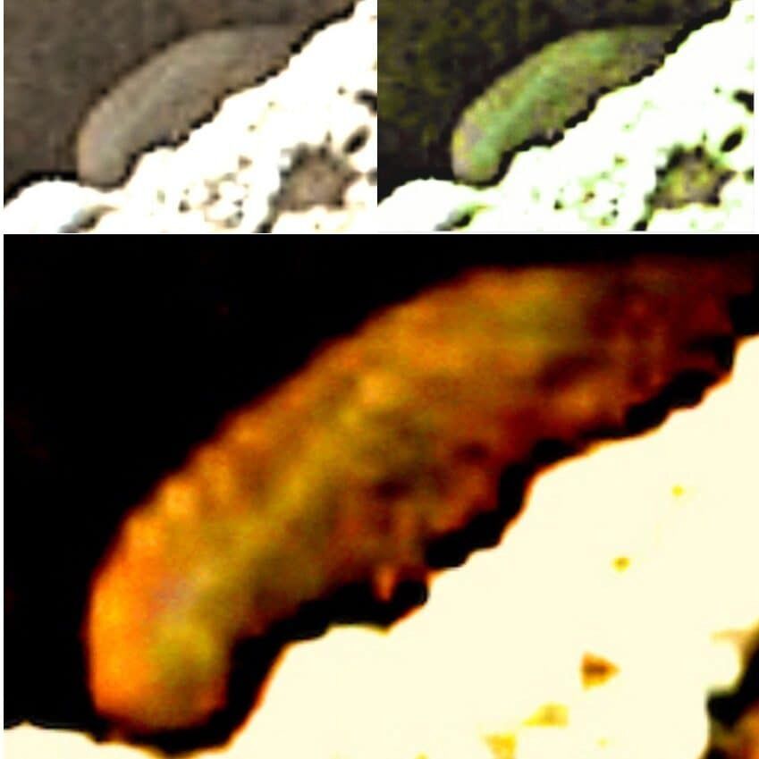 A translucent millipede on Mars