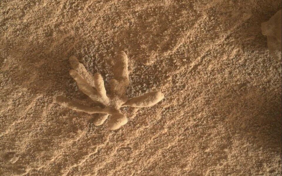 Fossils on Mars