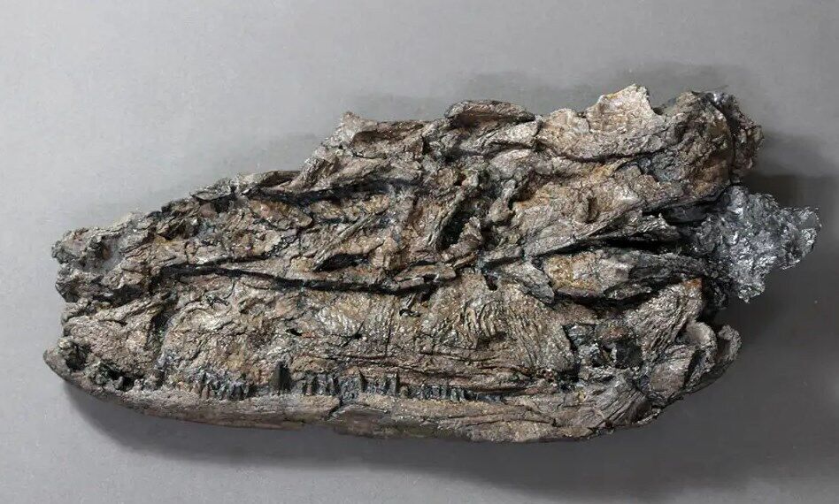 Fossilised remains of a Crassigyrinus skull