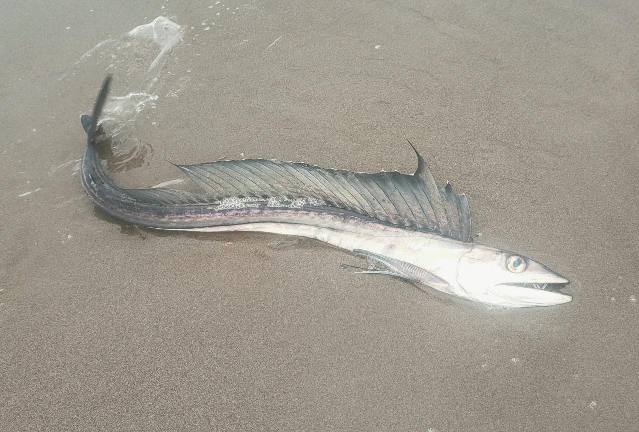 Long-necked alepisaur that washed ashore
