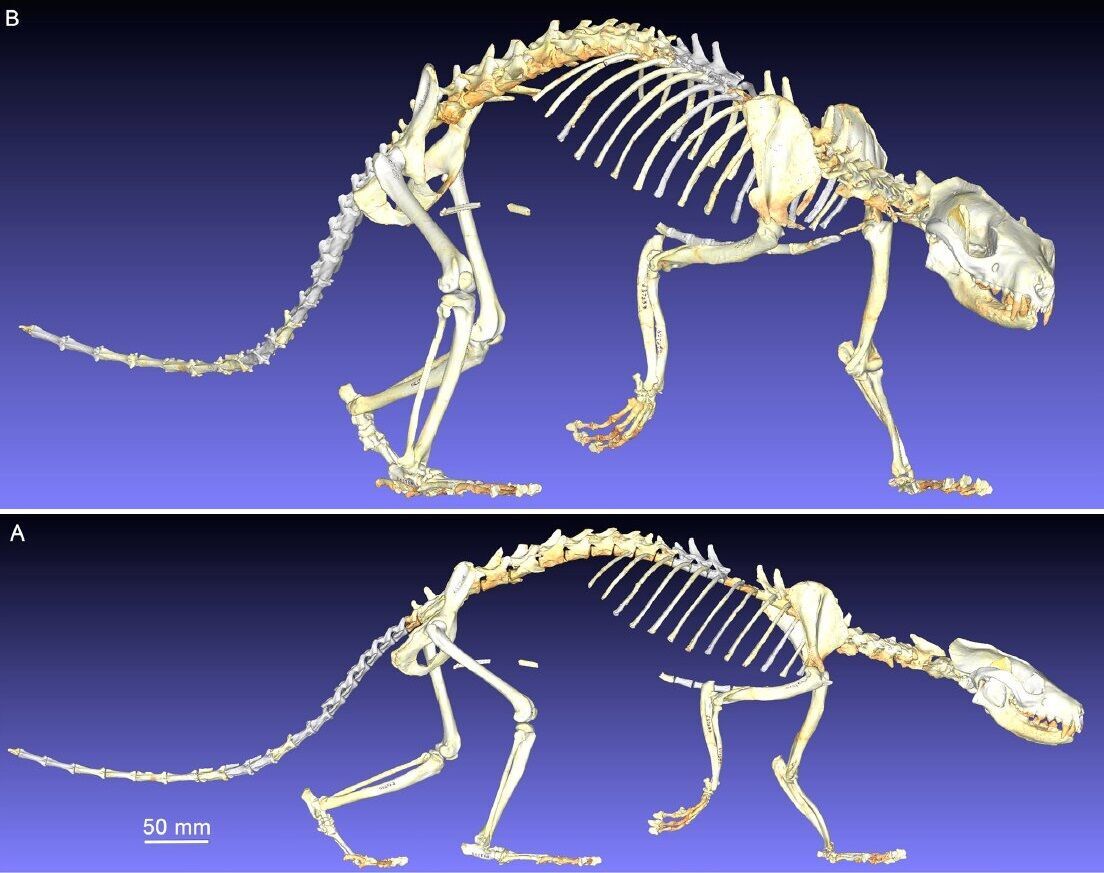 Skeleton of Eoarctos vorax