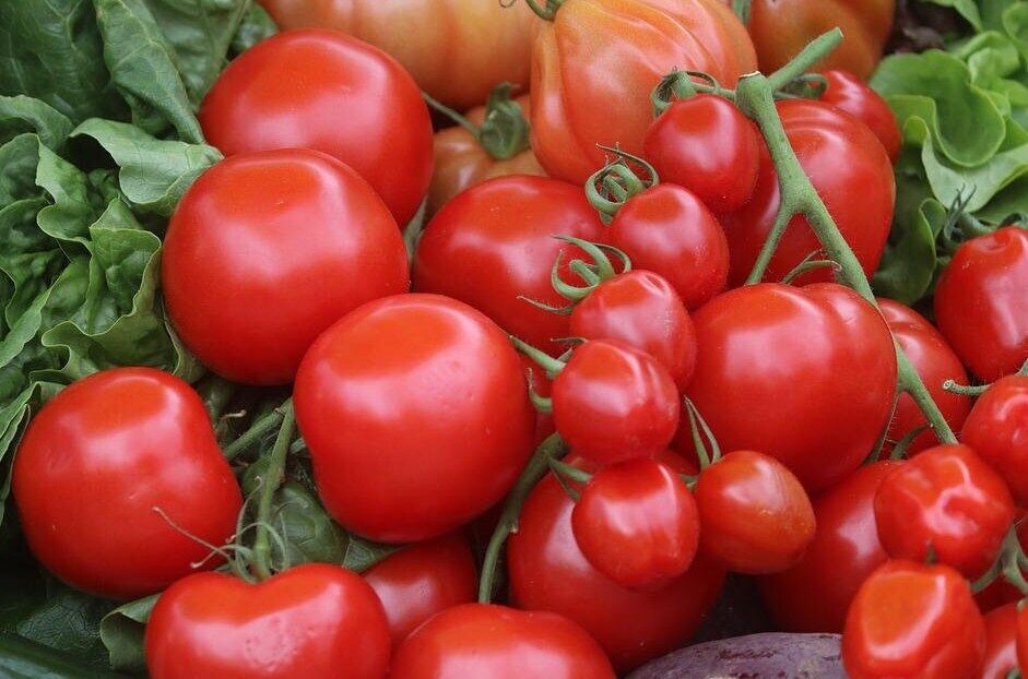 Fresh tomatoes for ketchup
