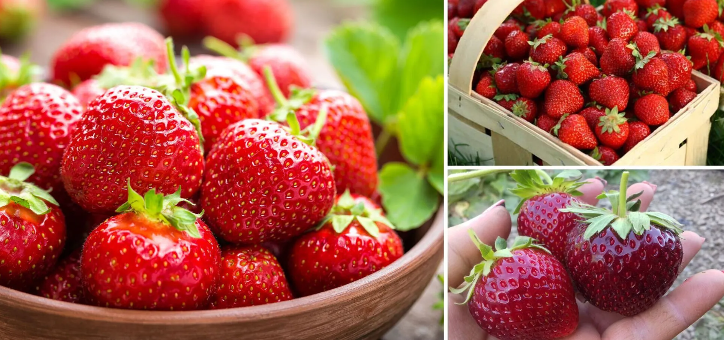 How to store strawberries correctly