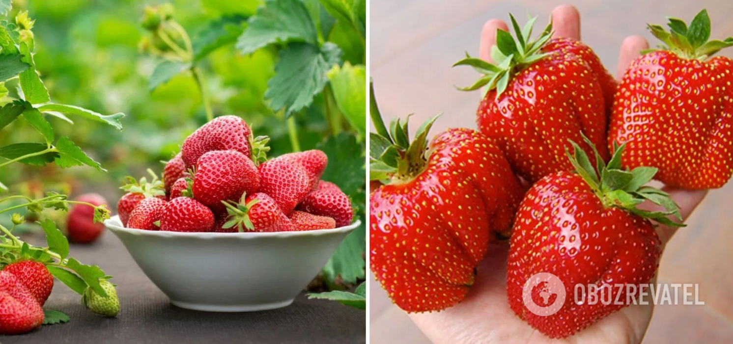How to store strawberries in the refrigerator