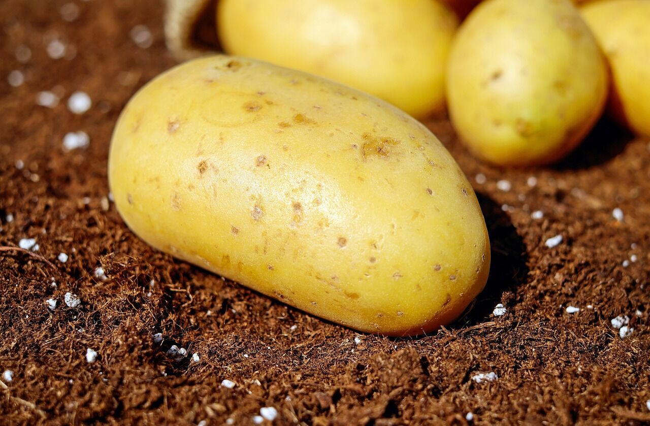 How to get rid of nitrates in potatoes