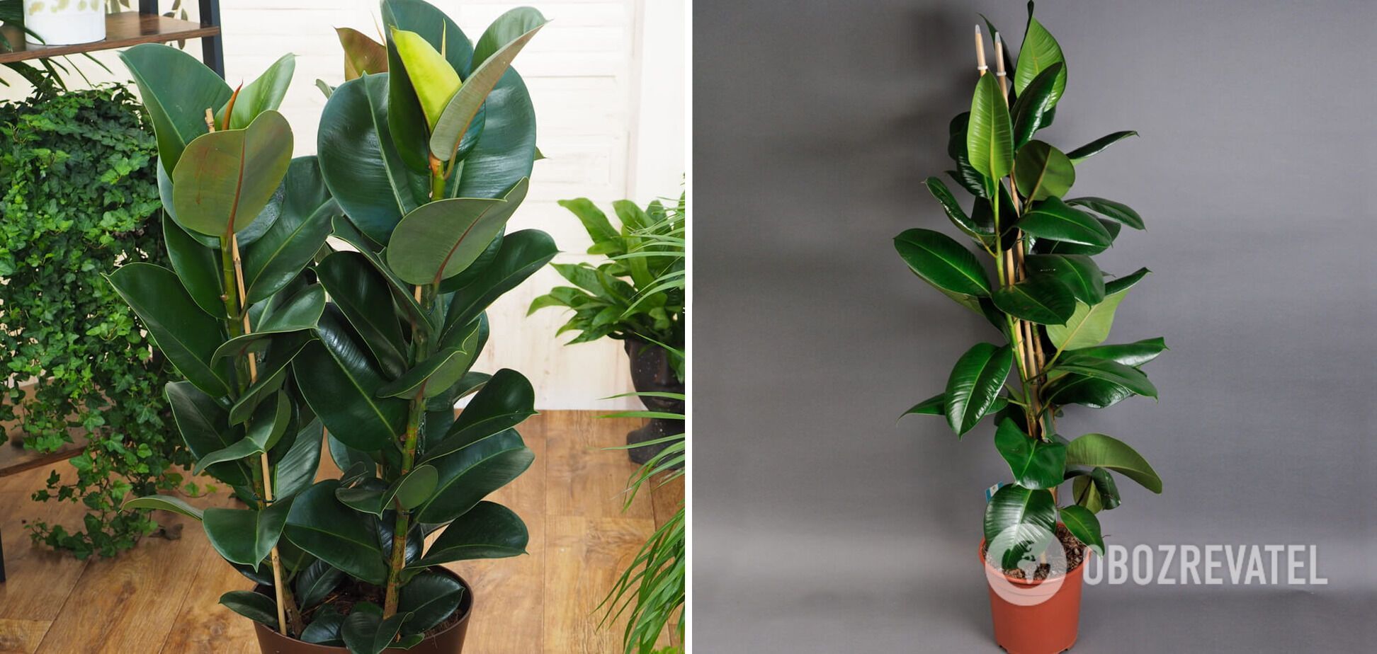 Indoor plants that absorb heat: a list of natural coolers