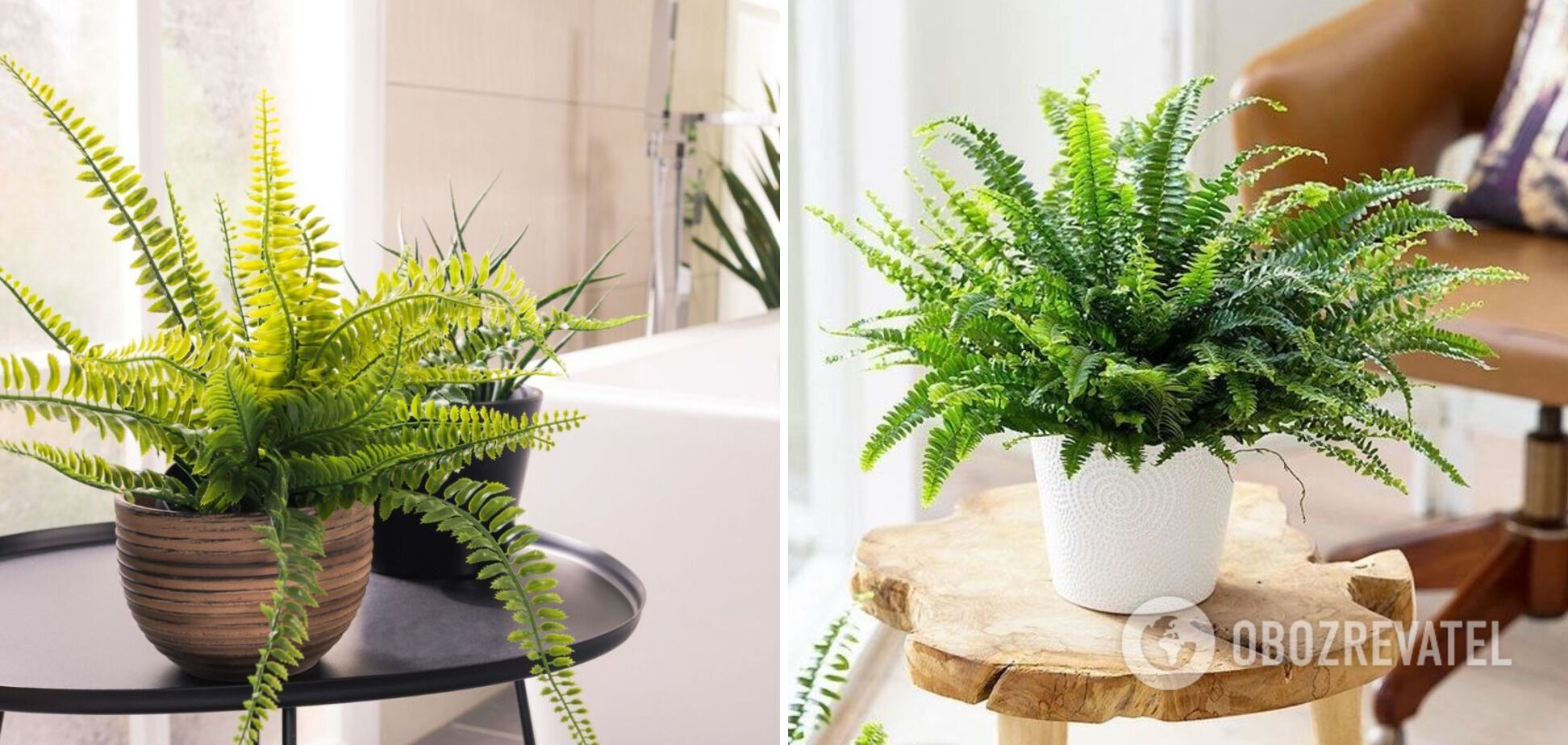 Indoor plants that absorb heat: a list of natural coolers