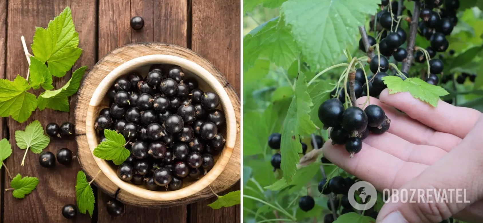 How to make jam from currants