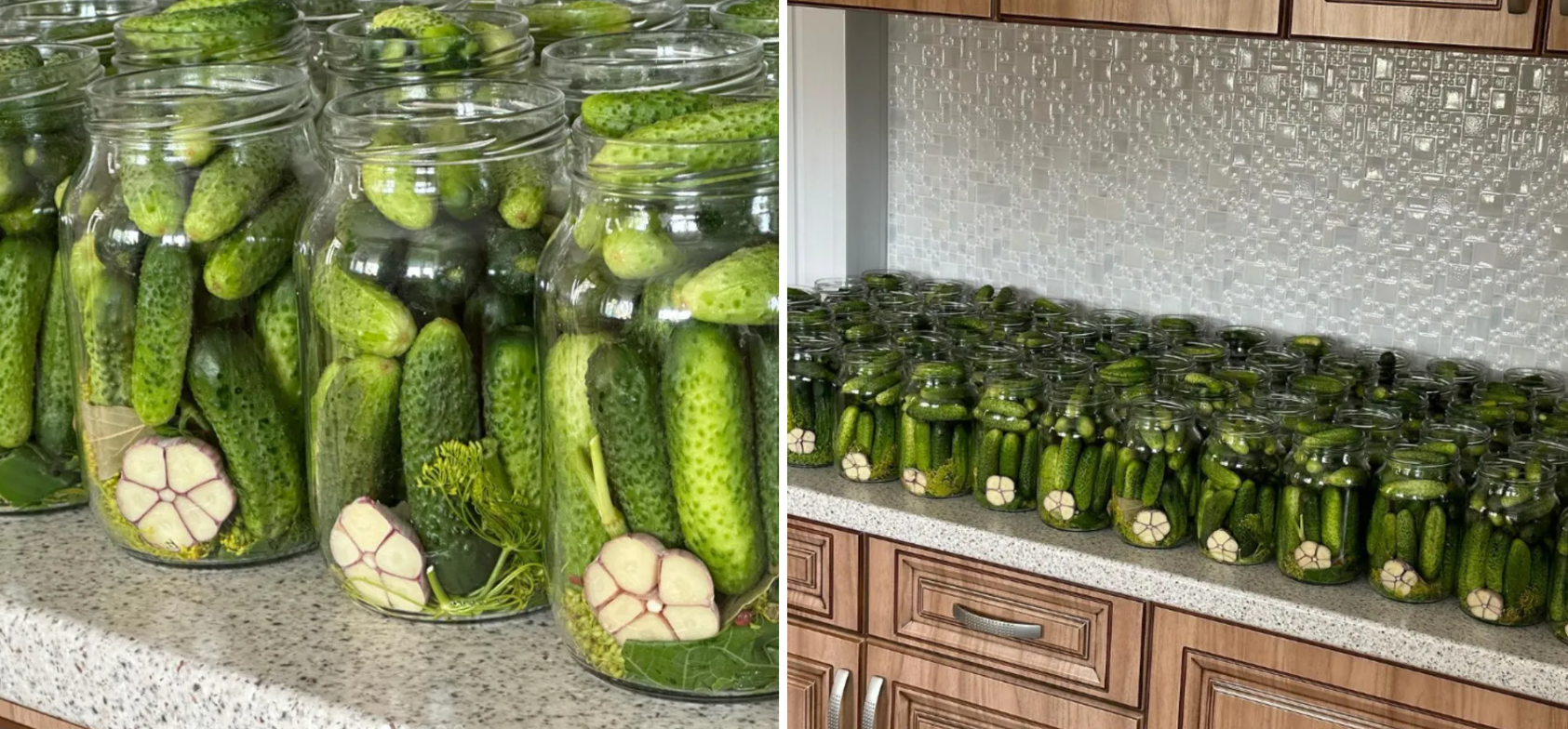 How to pickle cucumbers for the winter with garlic without vinegar and sterilisation