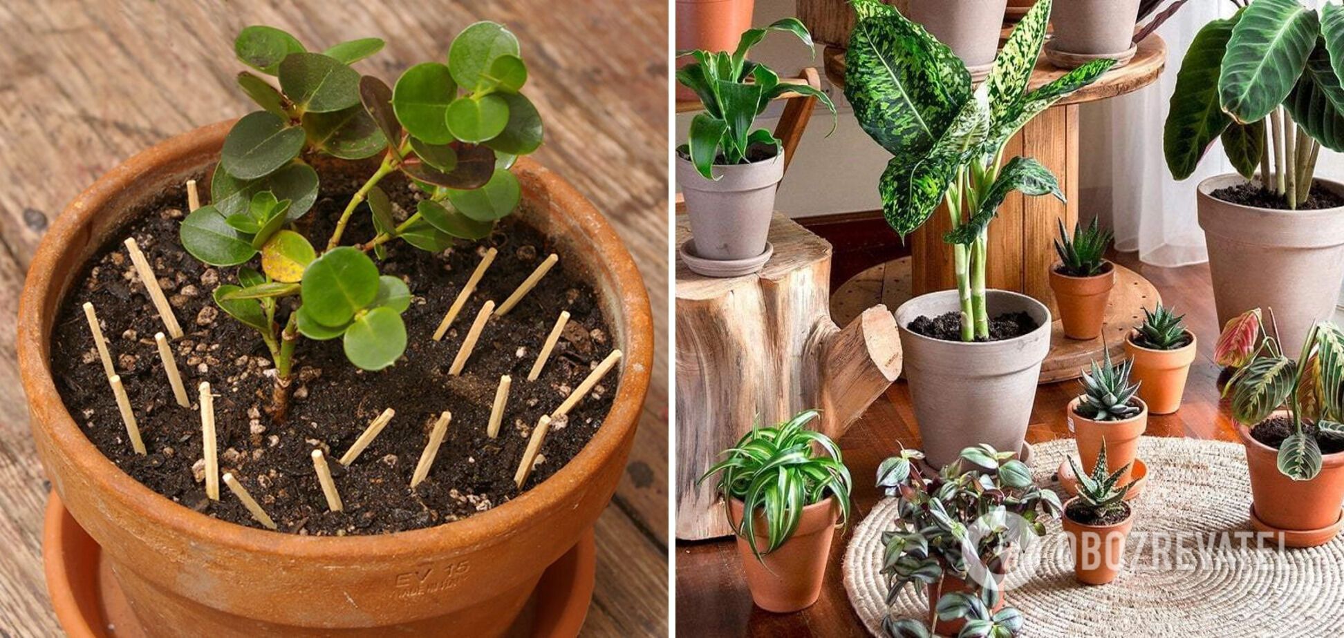 Why put matches in flower pots: a clever lifehack