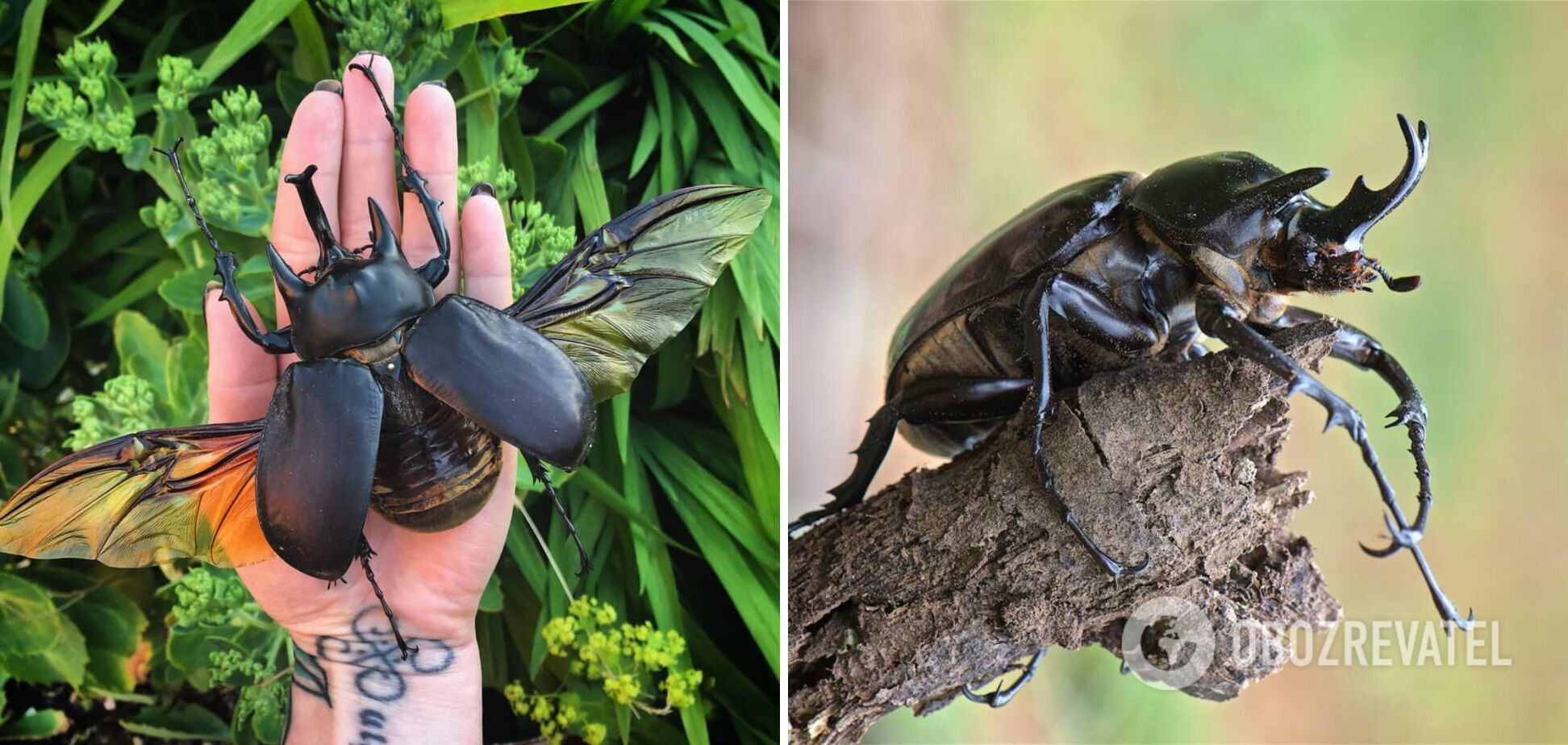 What the world's biggest beetles look like: top 10 species