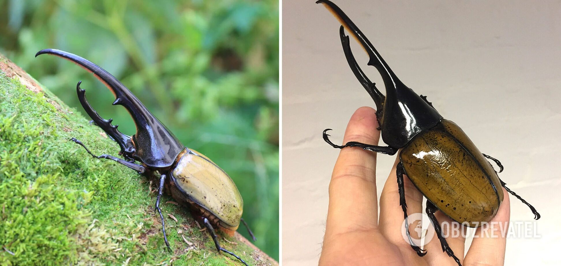 What the world's biggest beetles look like: top 10 species