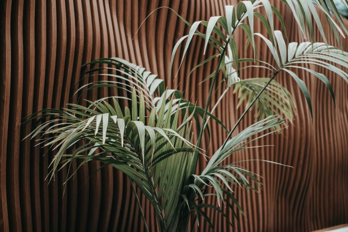 Home will be like on vacation: what tropical plants can be planted in the apartment