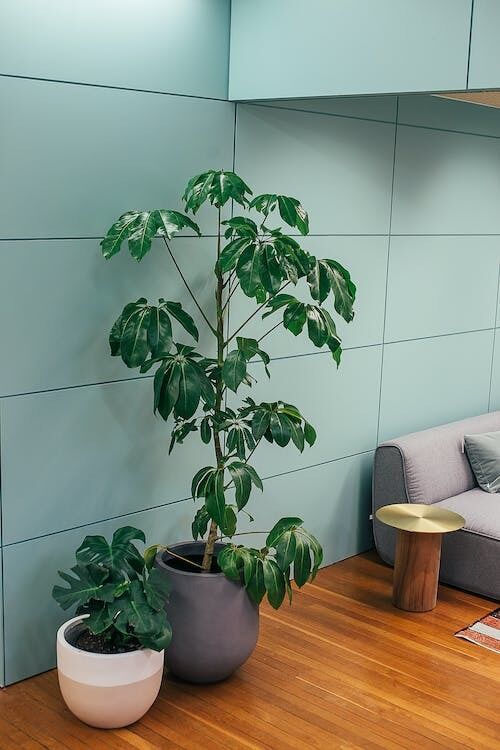 Home will be like on vacation: what tropical plants can be planted in the apartment