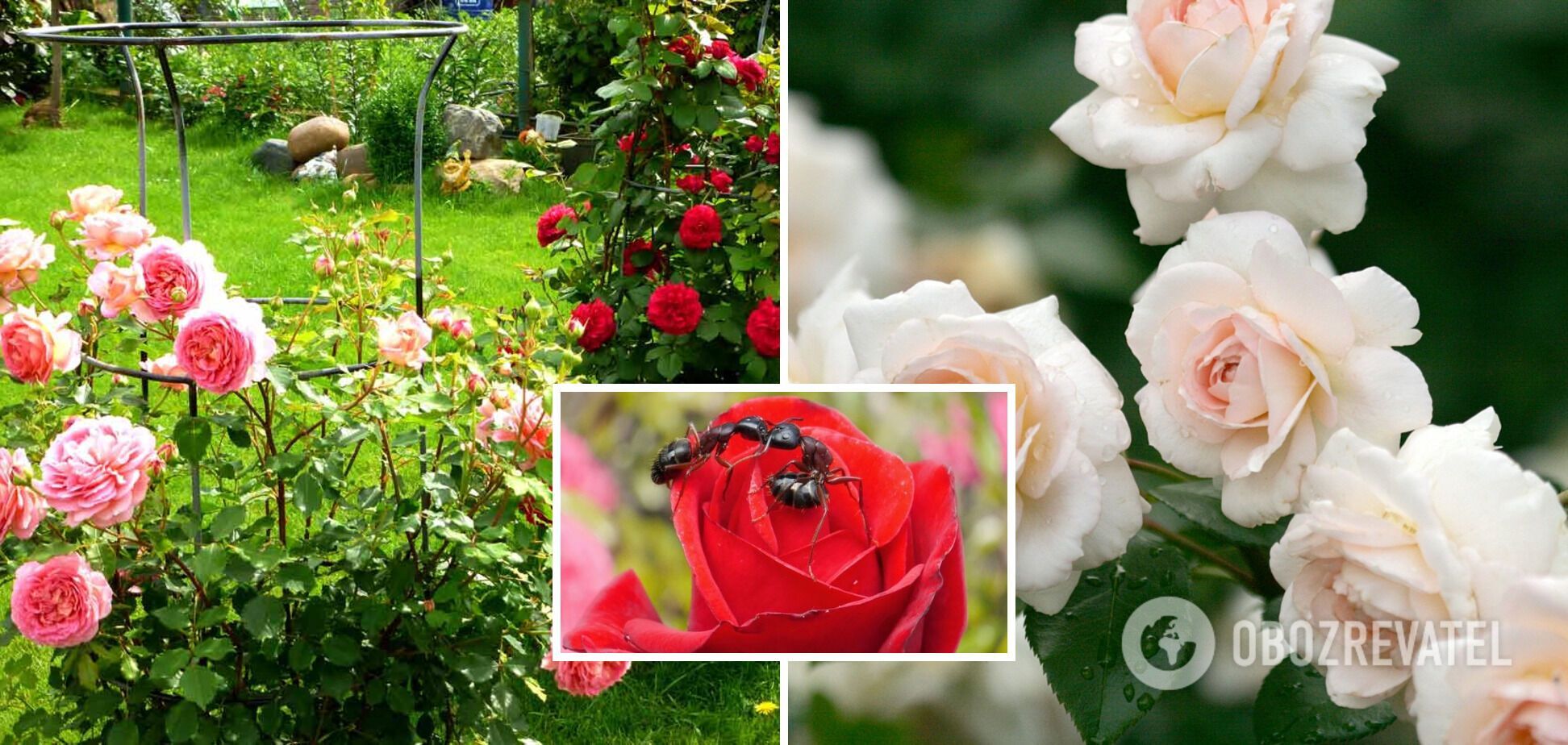 How to get rid of ants on roses: a remedy from the medicine cabinet will help