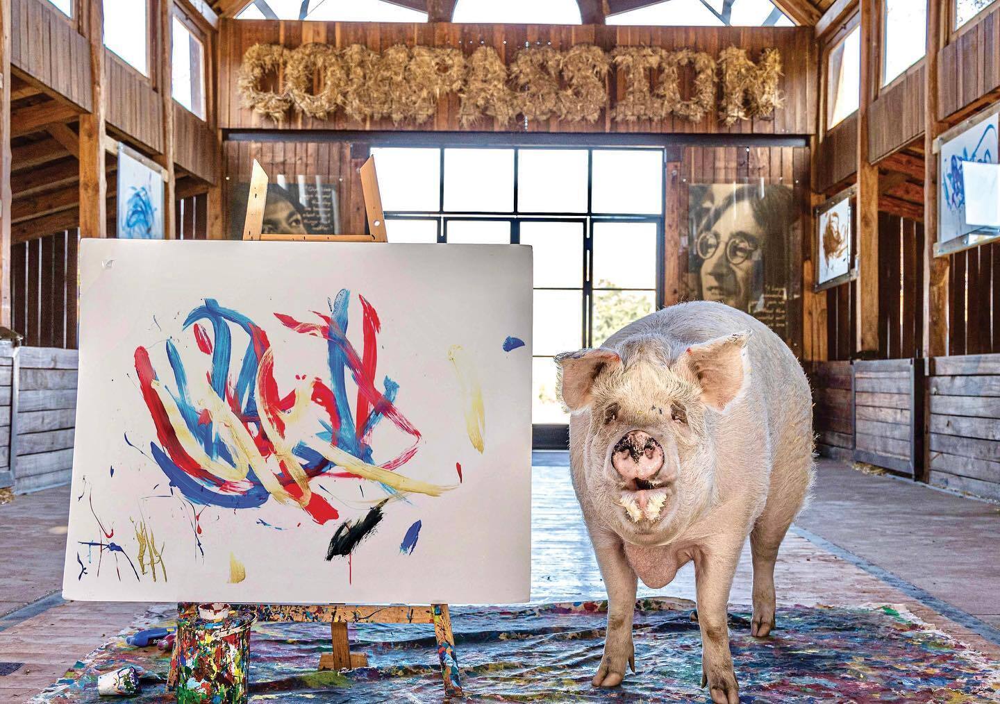 A pig named Pigcasso earned more than a million dollars by painting pictures: her works are in the collection of George Clooney