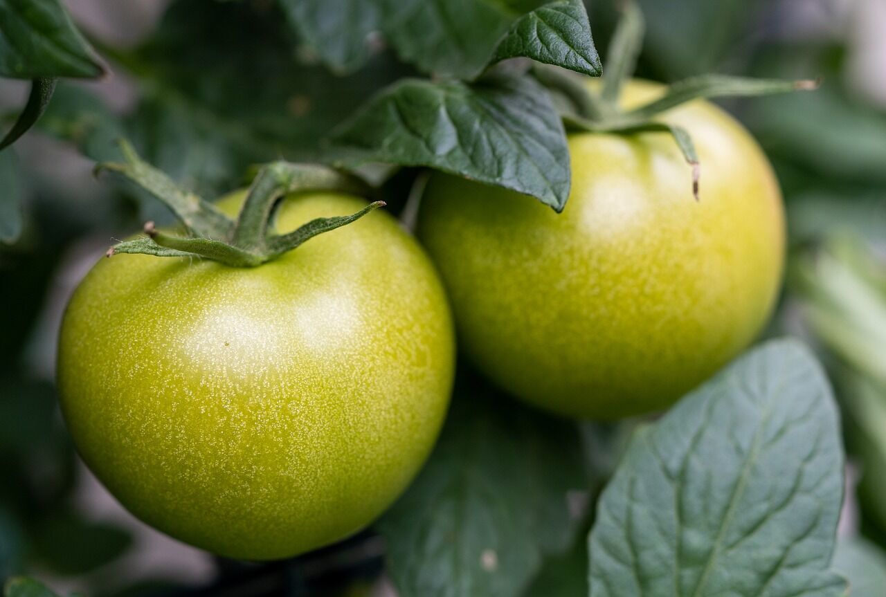 How to preserve green tomatoes